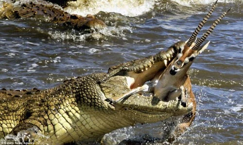 Cá sấu khổng lồ xẻ thịt linh dương theo bạn tình vượt sông