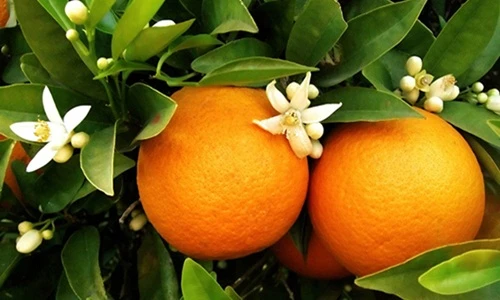 Ghé thăm vườn cam vàng rực rỡ trên đất Úc