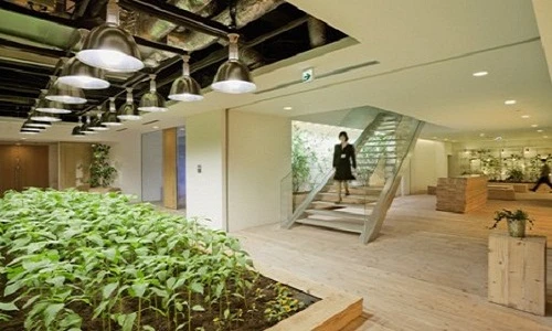 Lạ lùng văn phòng trồng rau xanh mướt như trang trại