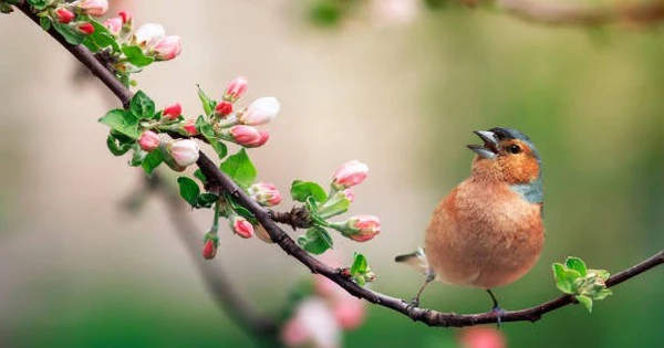 Tháng 1/2024, 4 con giáp được quý nhân giúp đỡ 