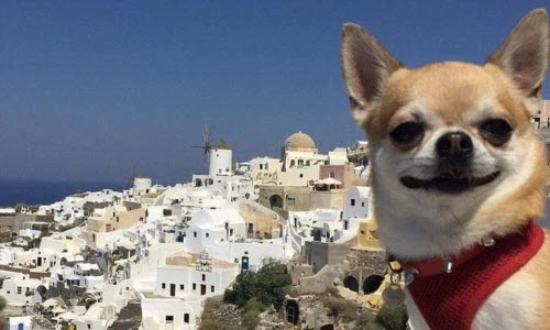 Những con vật đáng yêu gây sốt trên mạng xã hội