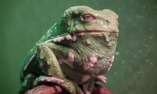 Kinh hãi ếch có khuôn mặt như quái vật