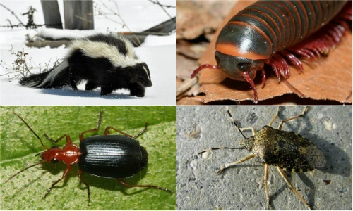 10 sát thủ mùi hôi khủng khiếp nhất hành tinh