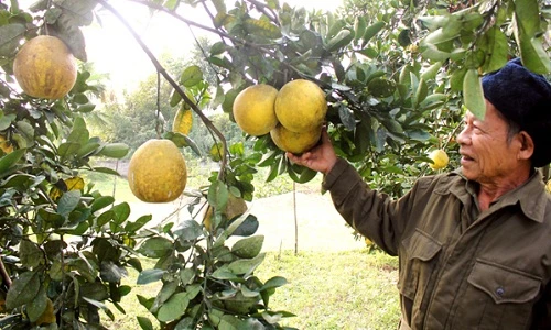 Ngỡ ngàng vườn bưởi Diễn Hà Nội nghìn quả ngay tại Hà Tĩnh 