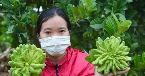Làng trồng quả 'bàn tay Phật' lớn nhất miền Bắc tất bật vào vụ Tết 
