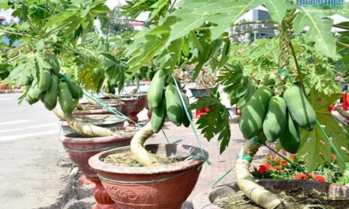 Đu đủ bonsai dáng siêu độc bung hàng đón Tết
