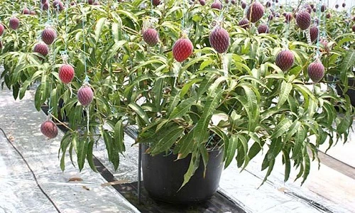 10 loại cây vừa cho ăn trái vừa làm đẹp sân vườn