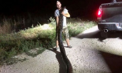 Ảnh động vật: Bắt trăn cỡ kỷ lục, lợn rừng thăm phố...