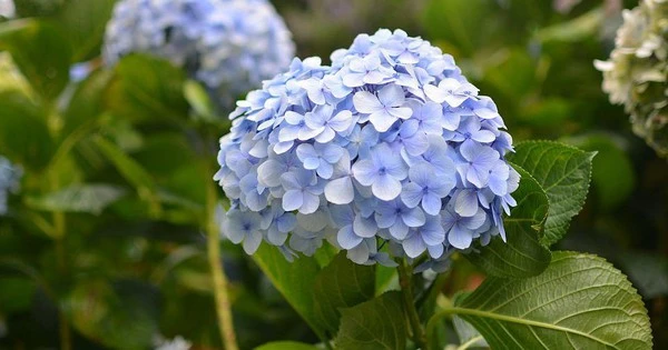 Trời ban tài lộc: 3 con giáp điềm tĩnh, sang tháng 7 thăng tiến