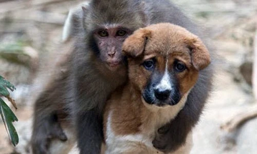 Kinh ngạc tình bạn kỳ lạ giữa chó và khỉ