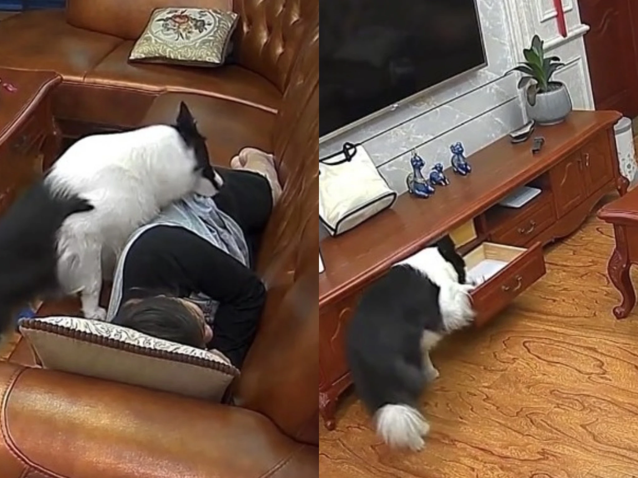 Chết cười với chú chó "lươn lẹo" lấy tiền chủ tạo quỹ đen