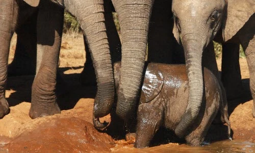 Xúc động xem cảnh đàn voi hợp sức cứu voi con