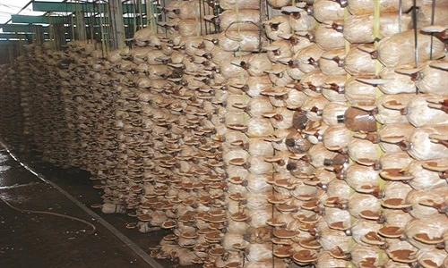 Choáng ngợp những trang trại nấm bạc tỷ của nông dân Việt