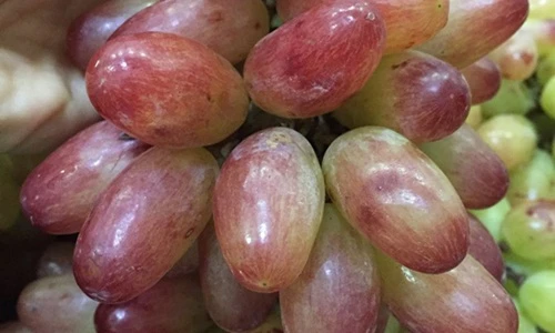 Tận mục giống nho ba màu Ninh Thuận hút khách Việt