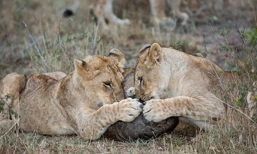 Sư tử bất lực trước khả năng tự vệ của tê tê