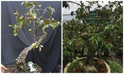 Mãn nhãn loạt vú sữa bonsai kịch độc chưng Tết