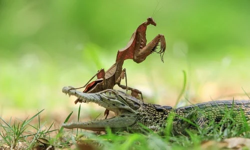 Ngộ nghĩnh cảnh bọ ngựa cưỡi đầu cá sấu