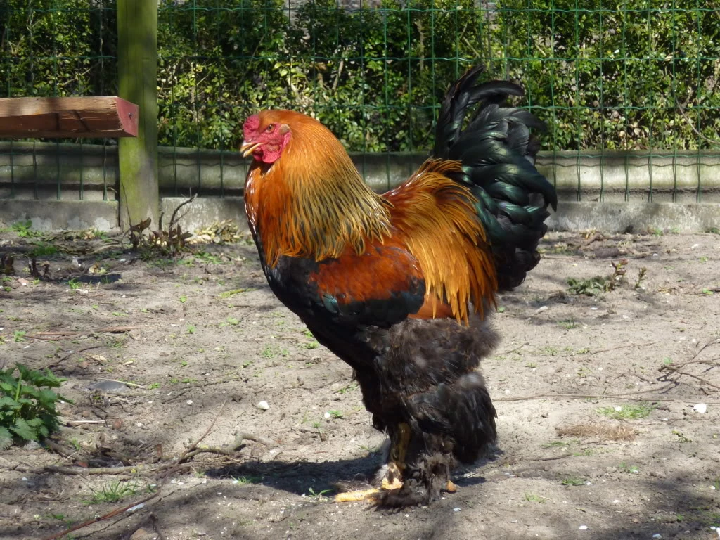 Soi gà “quý tộc” giá nghìn USD tại Việt Nam 