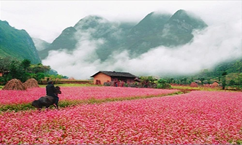 5 điểm ngắm hoa tam giác mạch Hà Giang đẹp lung linh