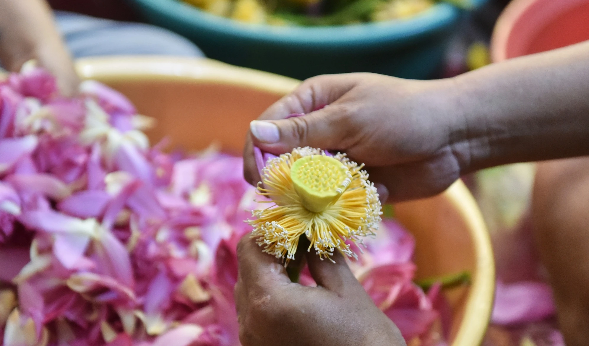 Bật mí quy trình ướp trà sen Tây Hồ 10 triệu/kg phục vụ đại gia