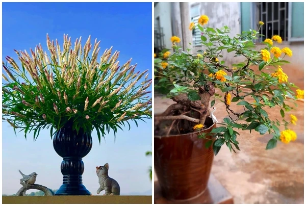 Bất ngờ loài cỏ dại thành thú chơi hút khách ở Hà Nội