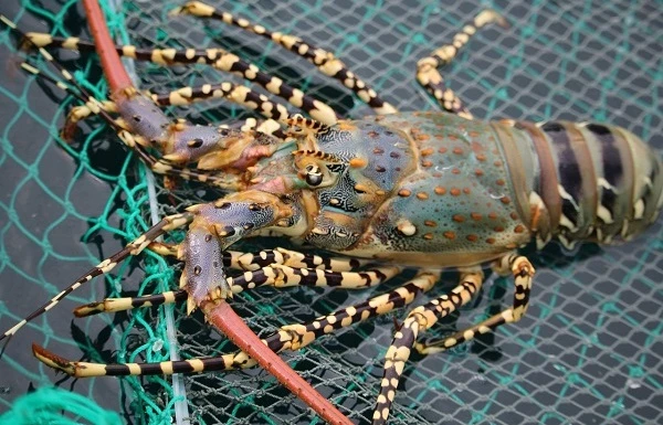 Tôm hùm bông sống triệu đồng/con hút nhà giàu Việt