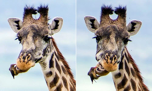 Kỳ thú cảnh chim vệ sinh răng miệng cho hươu cao cổ