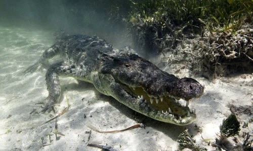 Mạo hiểm chụp cận cảnh cá sấu khổng lồ dưới biển