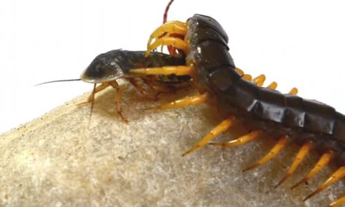 Kinh hãi rết khổng lồ tấn công và ăn thịt gián