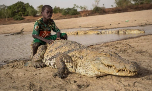 Ảnh động vật tuần: Cậu bé cưỡi lưng cá sấu "khủng", hổ dữ thích thú...