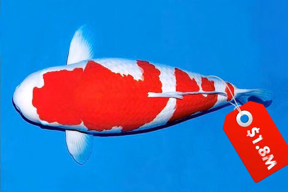 Top 10 loài cá Koi đắt nhất thế giới từng được bán