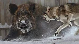 Video: Lợn rừng đơn độc tử chiến 4 con sói khát máu