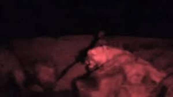 Video: Linh cẩu vây hãm đánh hội đồng sư tử trong đêm tối