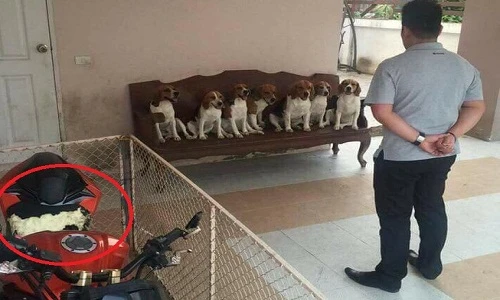 Chủ xe khổ sở vì đàn chó “mở tiệc” cắn phá xe phân khối lớn