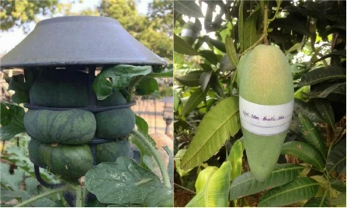 1001 cách chống trộm trái cây khiến dân mạng cười lăn lóc