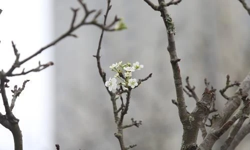 Hoa lê rừng sau Tết đắt đỏ vẫn nhiều người lùng mua