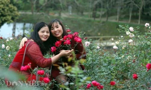 Chiêm ngưỡng vườn hồng lớn nhất Việt Nam làm vạn người mê