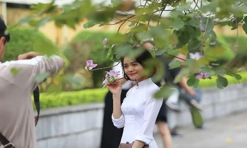 Say đắm giữa "cơn mưa" hoa ban tím bung nở khắp góc trời Hà Nội