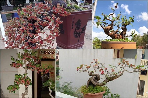 Kỳ lại thú chơi bonsai dâu tằm chín đỏ đẹp hút mắt của đại gia
