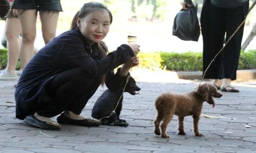 Chó không rọ mõm tung tăng trên phố đi bộ hồ Gươm dịp cuối tuần