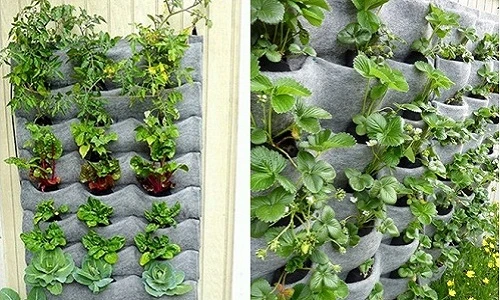 Mẹo trồng rau cực hay dành cho nhà chật