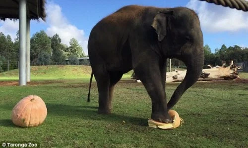 Thú vị voi đực dùng chân giẫm nát bí ngô mời bạn 