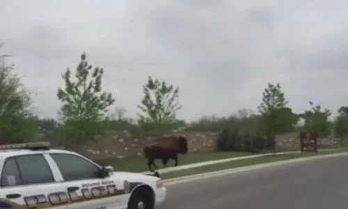 Xe cảnh sát truy đuổi...trâu trên đường phố