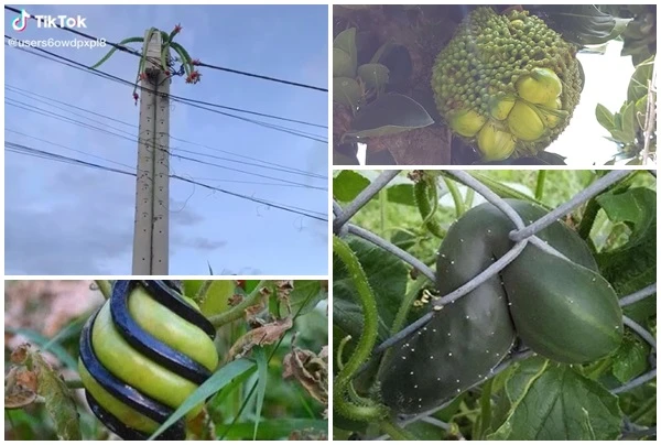 “Cười đau ruột” những kiểu ra hoa kết trái “hù gia chủ“