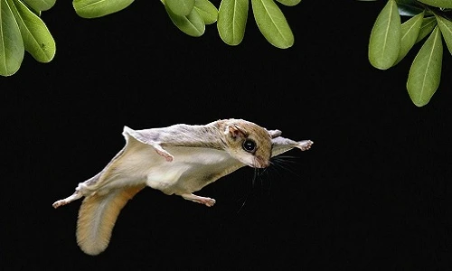 Thú cưng tý hon bạc triệu hút nhà giàu Việt