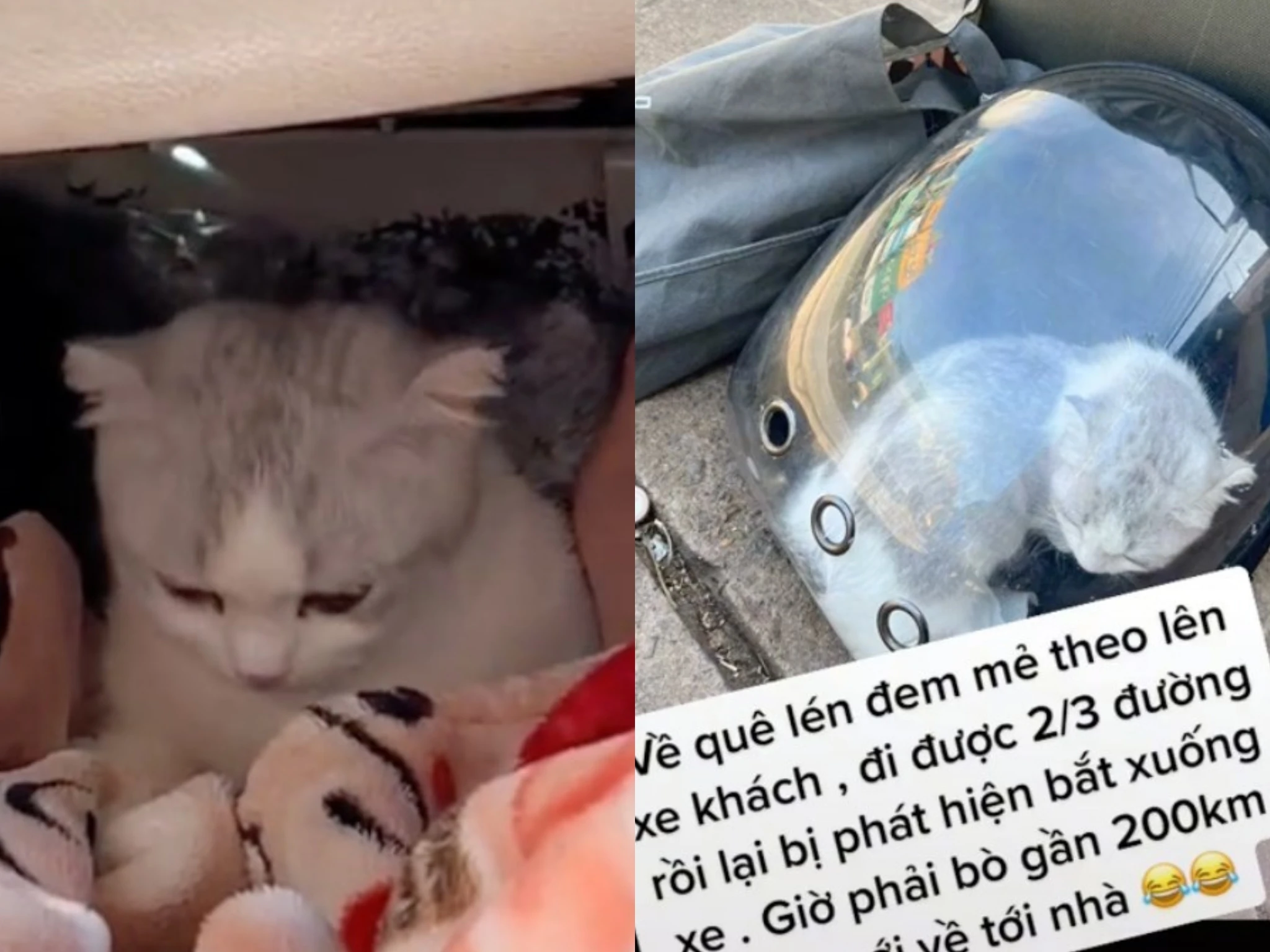 Cô gái bị đuổi xuống giữa đường vì mang mèo lên xe khách