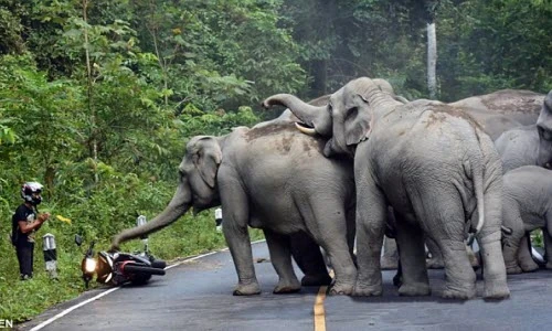 Hãi hùng voi tấn công người đi xe máy ở Thái Lan