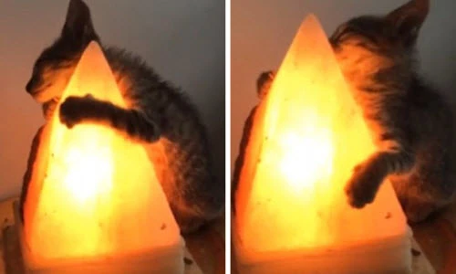 Ngộ nghĩnh cảnh mèo con ôm đèn sưởi ấm