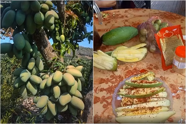 Cây xoài đủ hình ảnh và âm thanh, netizen "chảy nước miếng" ầm ầm