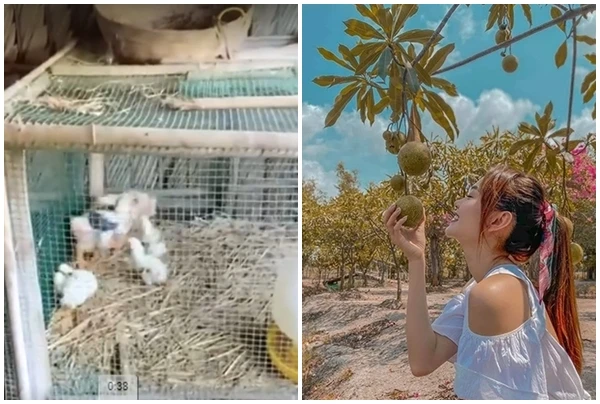 Bên trong nhà vườn 20.000m2 “chỉ để nuôi gà” của Minh Hằng